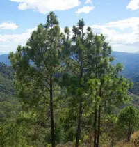 Egg-cone Pine