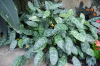 Aglaonema commutatum plant