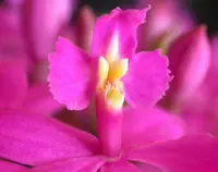 Epidendrum denticulatum