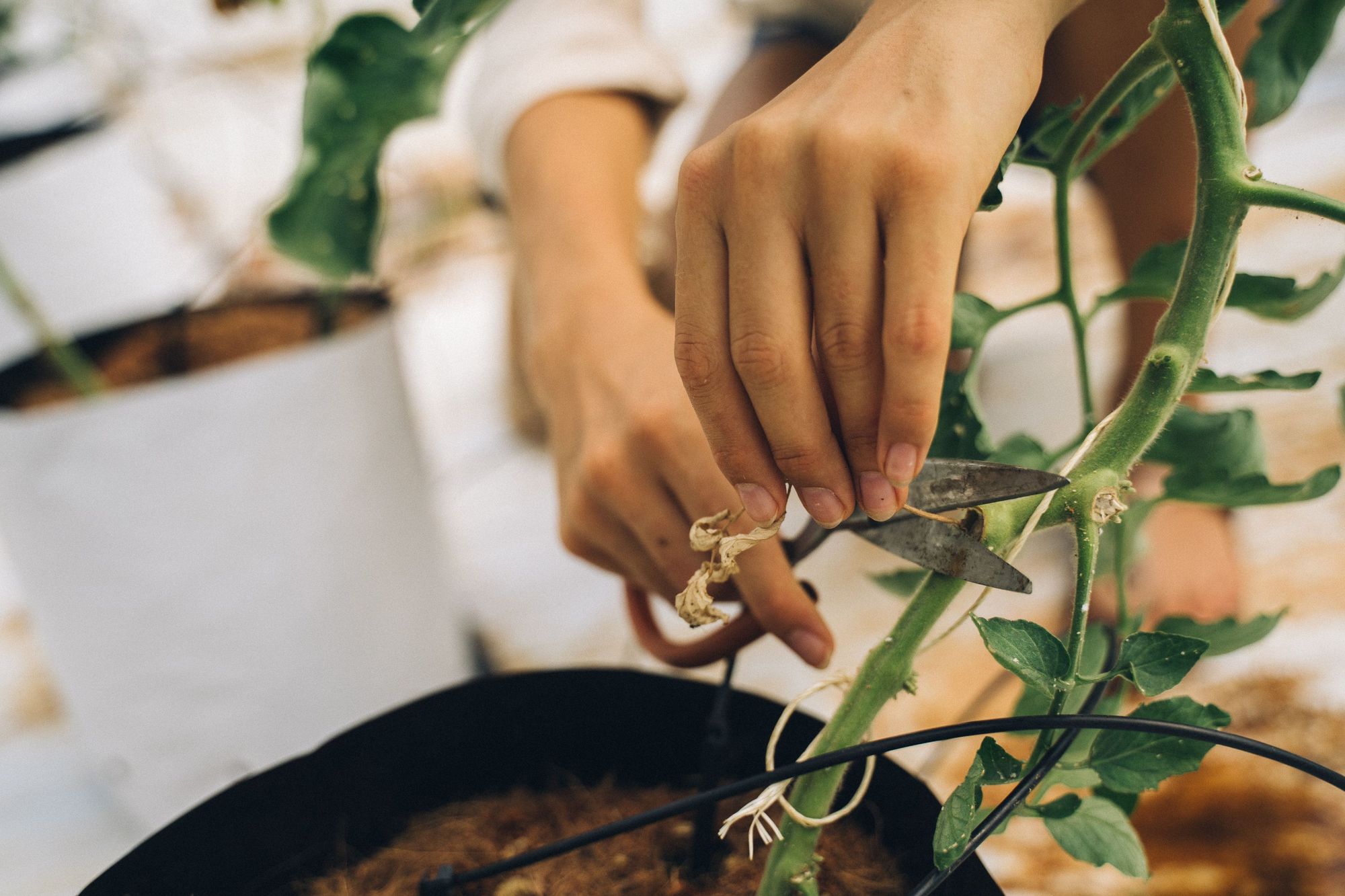 Reviving a Dying Plant Step by Step