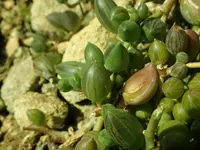 Gooseberry Plant