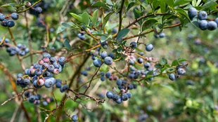 berries