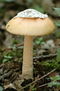Orange Grisette (Amanita crocea) plant