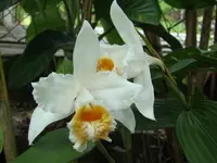 Sobralia chrysostoma (Sobralia chrysostoma) plant