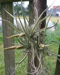 Tillandsia xiphioides
