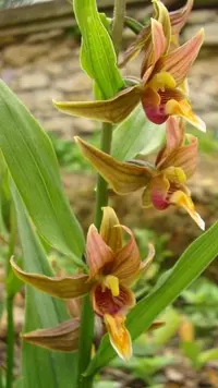 Stream orchid