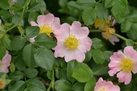 Beach Rose