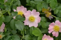 Beach Rose