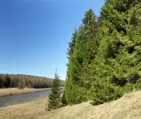 finnish spruce