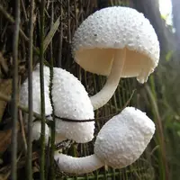 Leucocoprinus cretaceus (Leucocoprinus cretaceus) plant