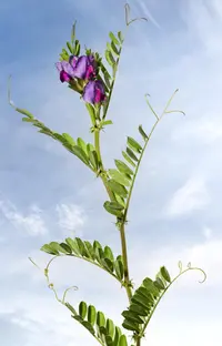 Common Vetch