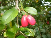 scrub cherry