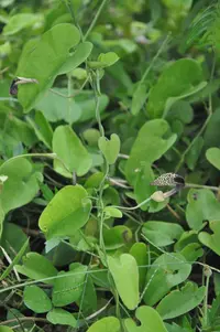 Aristolochia taliscana