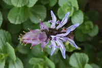 Dog Hullwort (Coleus caninus) plant