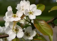 Chinese pear (Pyrus ussuriensis) plant
