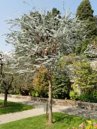 silver-leaved mountain gum