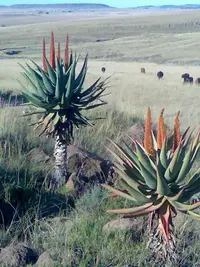 Cape aloe