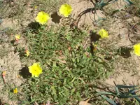 beach evening primrose (Oenothera drummondii) plant