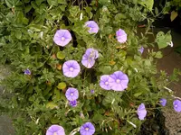 Blue Rock Bindweed (Convolvulus sabatius) plant