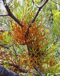 pinyon dwarf mistletoe (Arceuthobium divaricatum) plant