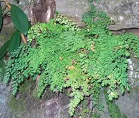 common maidenhair fern