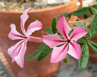 kambroo (Pachypodium succulentum) plant