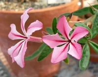 kambroo (Pachypodium succulentum) plant