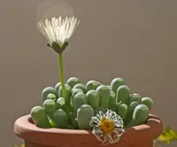 Baby Toes
