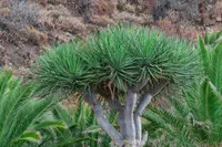 Dracaena draco tree