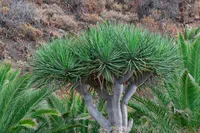 Dracaena draco tree
