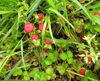 Potentilla hebiichigo