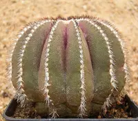 Uebelmannia pectinifera (Uebelmannia pectinifera) plant