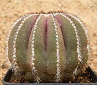 Uebelmannia pectinifera (Uebelmannia pectinifera) plant