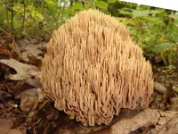 Upright Coral Fungus (Ramaria stricta) plant
