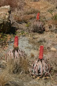 Turks Aloe