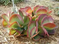 Kalanchoe luciae outdoor