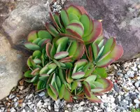 Kalanchoe thyrsiflora