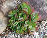 Kalanchoe thyrsiflora