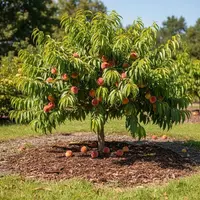 Prunus persica 'Bonanza' tree