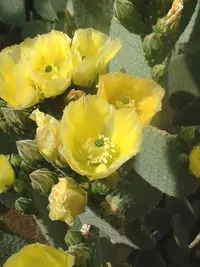 blind pricklypear