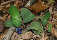 Yerba de Guava (Coccocypselum hirsutum) plant