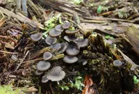 Arrhenia epichysium