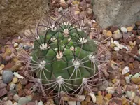 Giant Chin Cactus