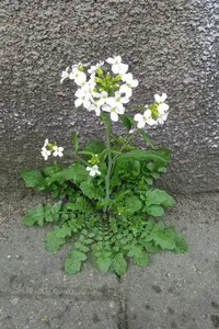 Sand Rock-cress