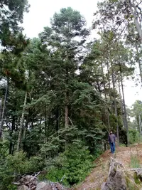 Durango Fir