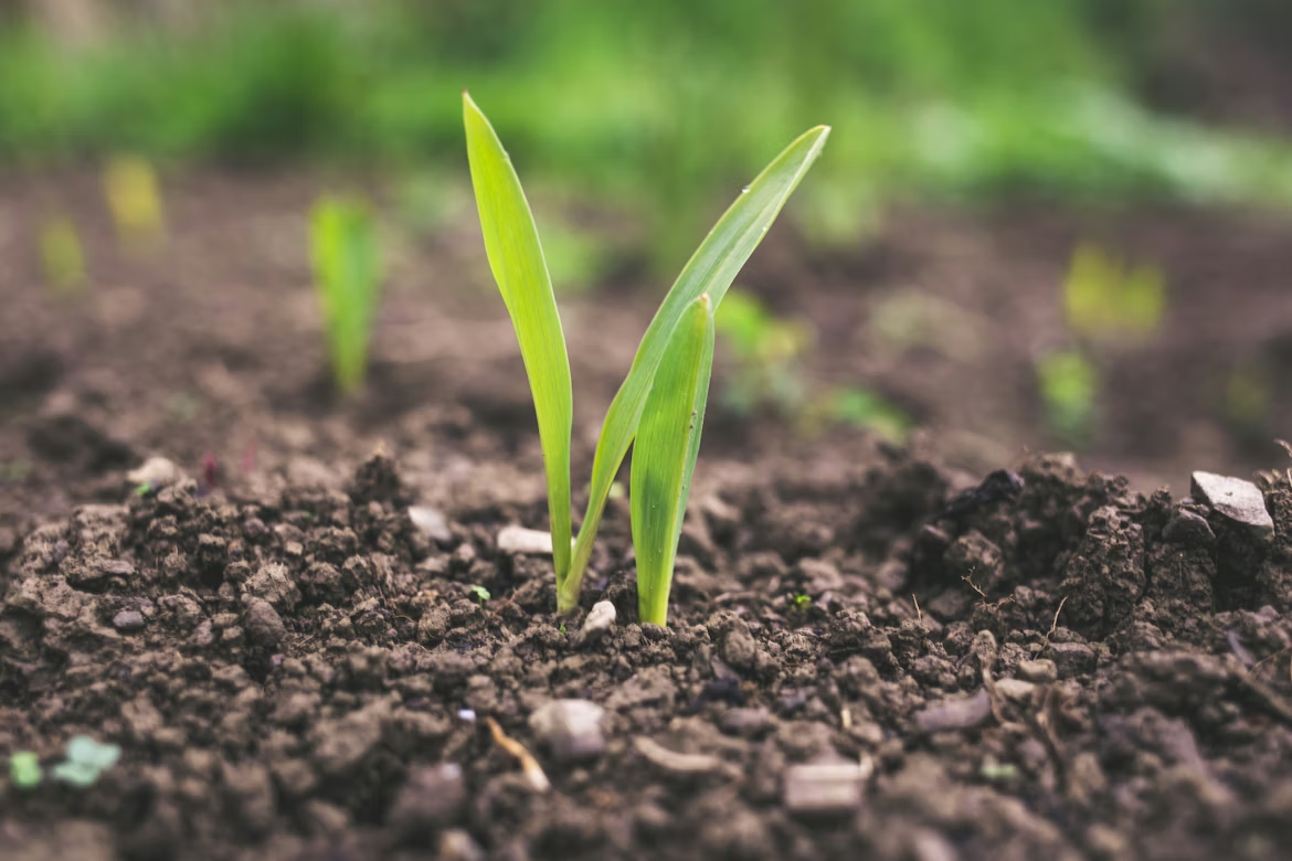 Plant in the soil