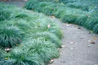 Grey Sedge