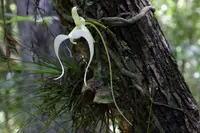 Ghost orchid (Dendrophylax lindenii) plant