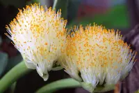 Haemanthus albiflos