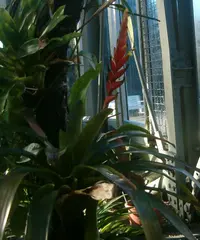Bromeliad (Vriesea ensiformis) plant